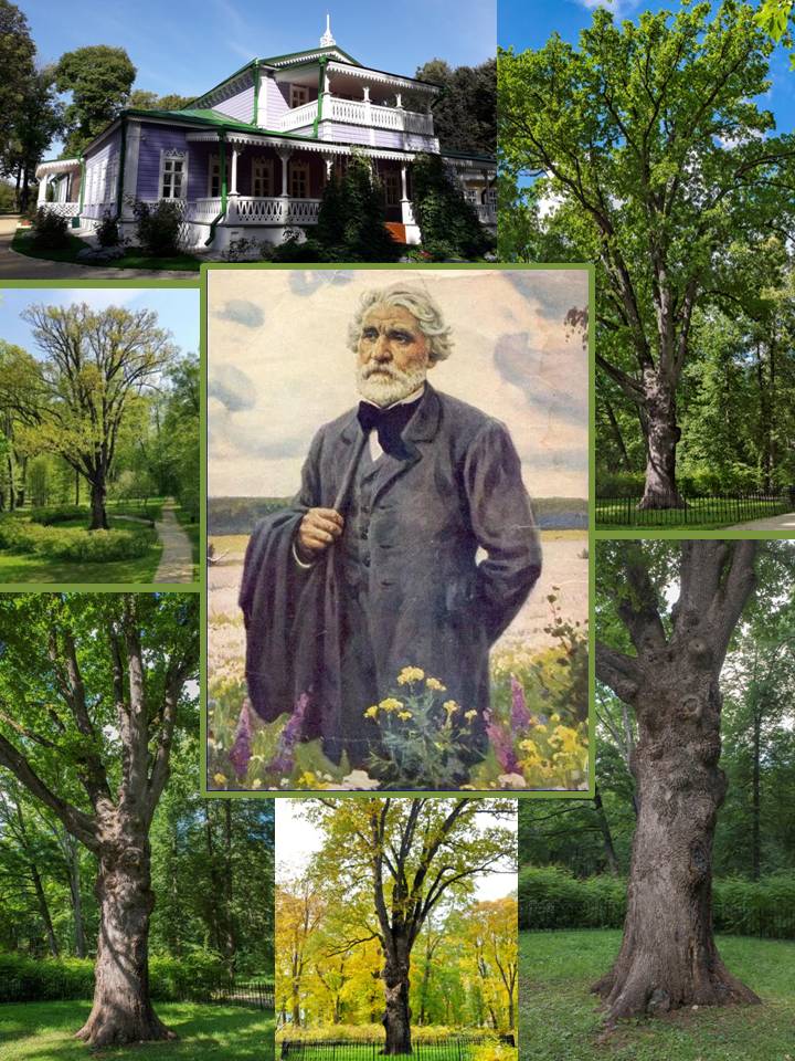ЛЕГЕНДАРНОЕ ДЕРЕВО ВЕЛИКОГО РУССКОГО ПИСАТЕЛЯ