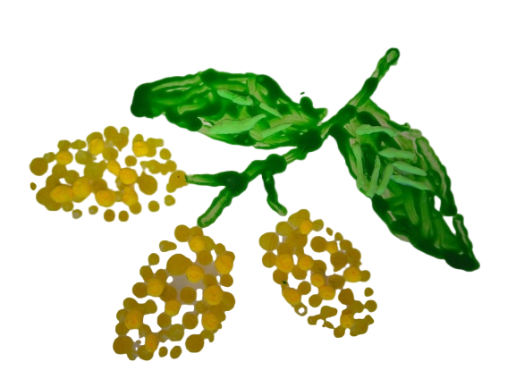 ЖЁЛТЫЕ ШАРИКИ НЕЖНОЙ МИМОЗЫ