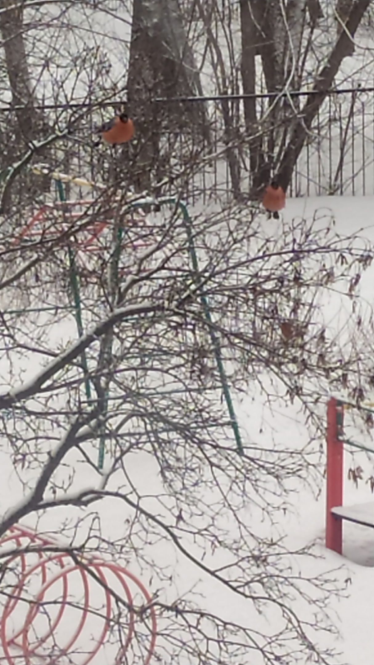 В ГОСТИ К ДЕТЯМ ПРИЛЕТЕЛИ СНЕГИРИ!